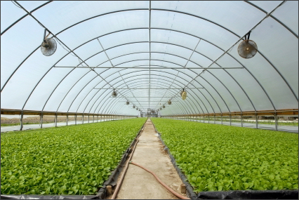 London Tobacco Market • London, Kentucky • The New London Tobacco Warehouse  serves burley tobacco growers throughout Kentucky, Tennessee and Virginia.  We sell tobacco supplies, tobacco plants, crop insurance and are here